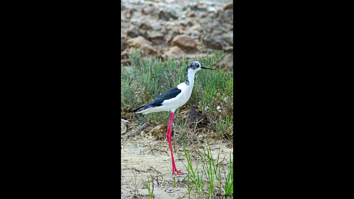 Black-winged Stilt