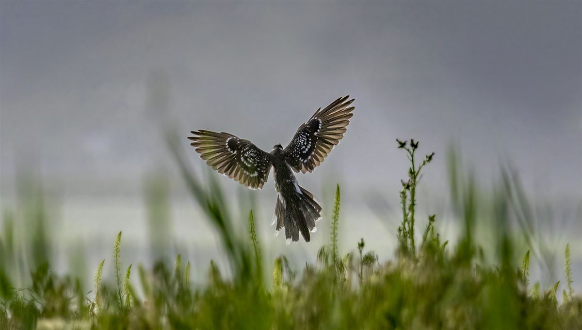 Great Spotted Cuckoo
