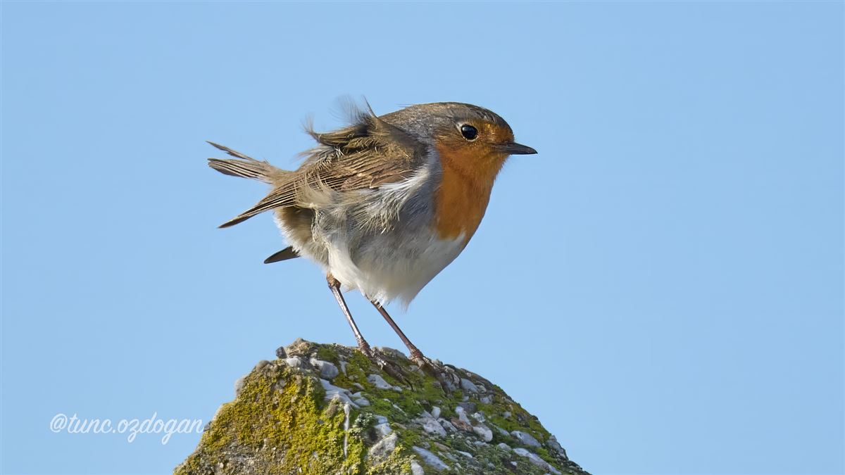 European Robin