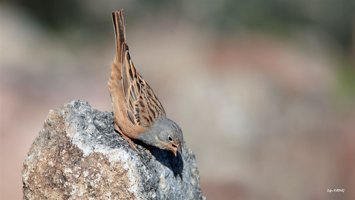 Cretzschmar`s Bunting