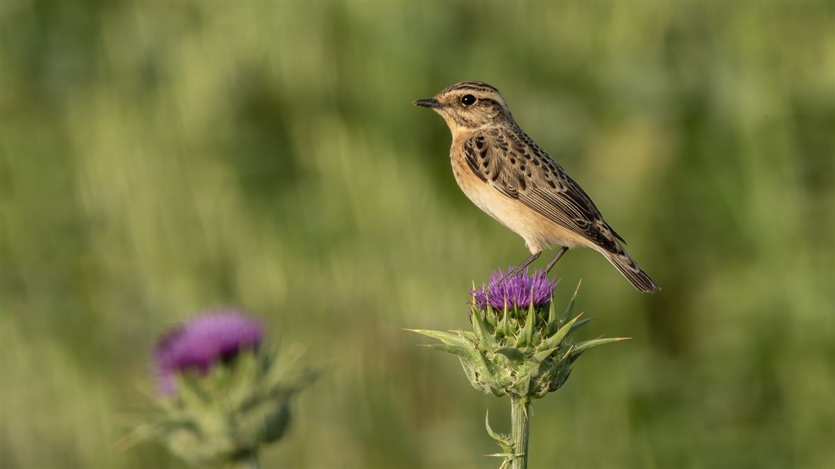 Whinchat