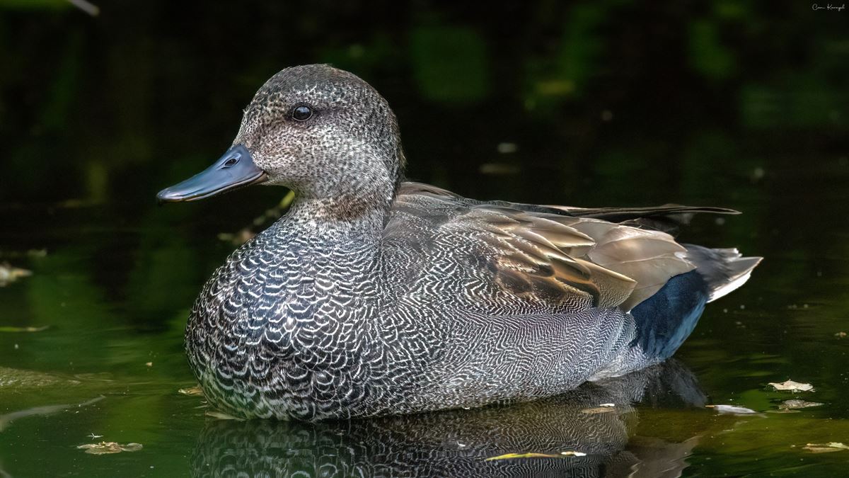 Gadwall