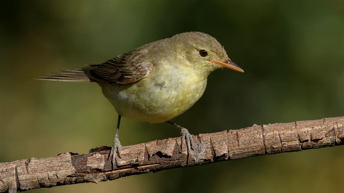 Icterine Warbler