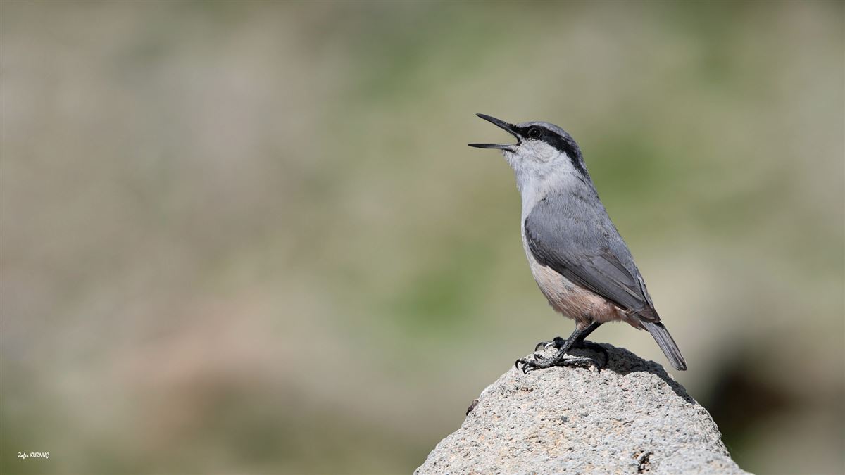 Western Rock Nuthatch