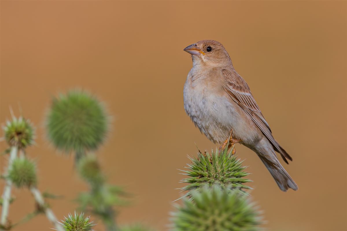 Pale Rockfinch