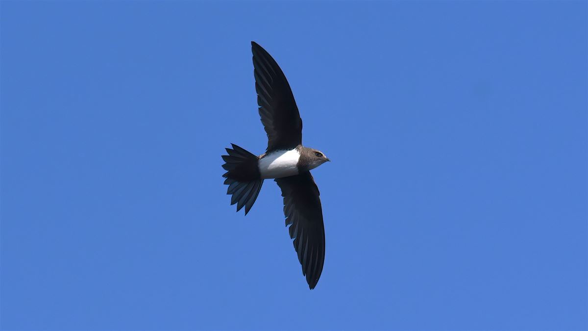 Alpine Swift