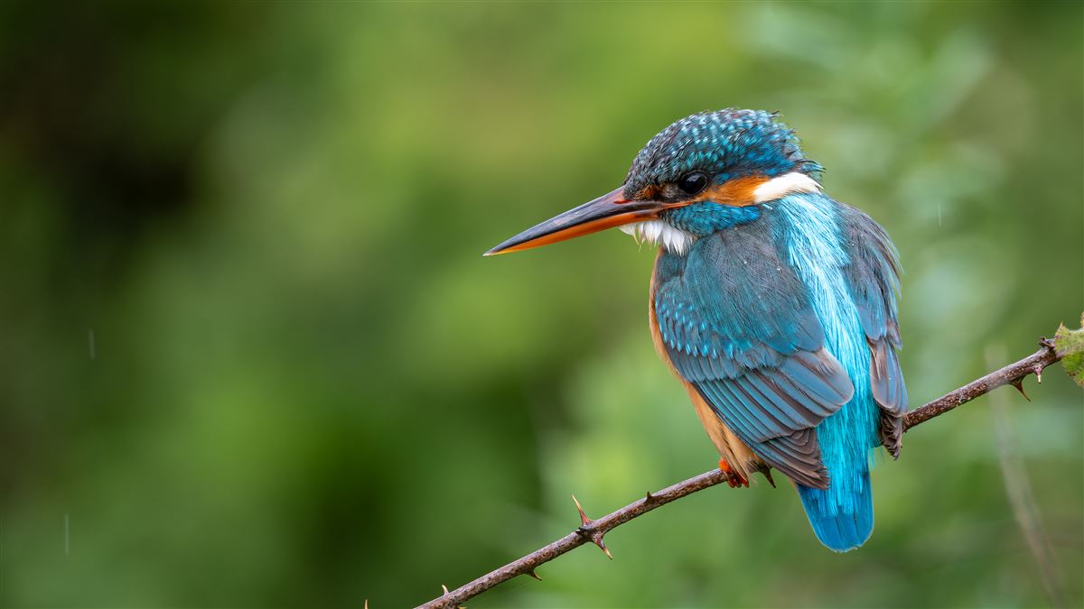 Common Kingfisher