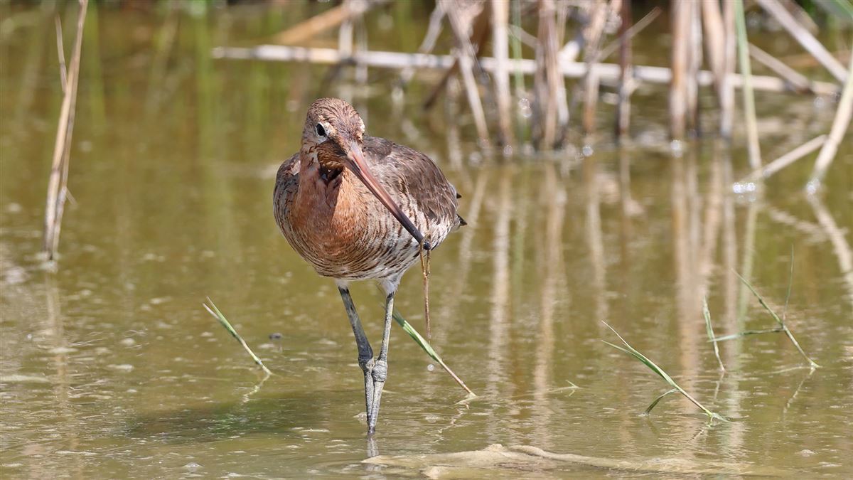 Black-tailed Godwit