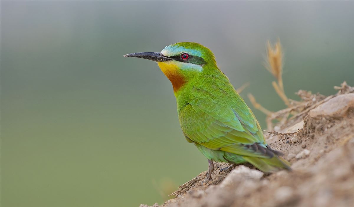 Blue-cheeked Bee-eater