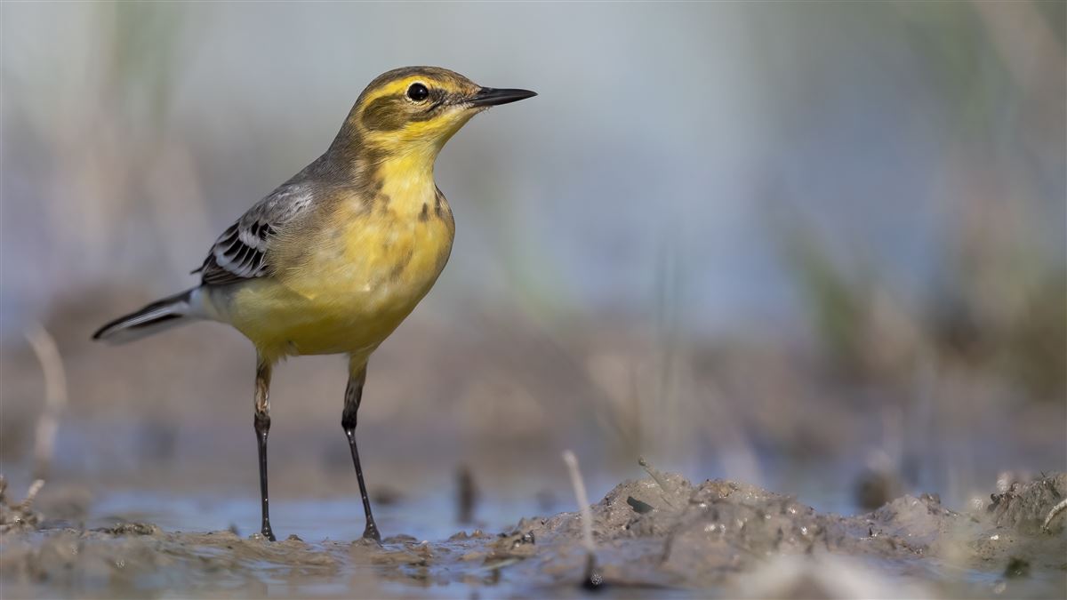 Citrine Wagtail