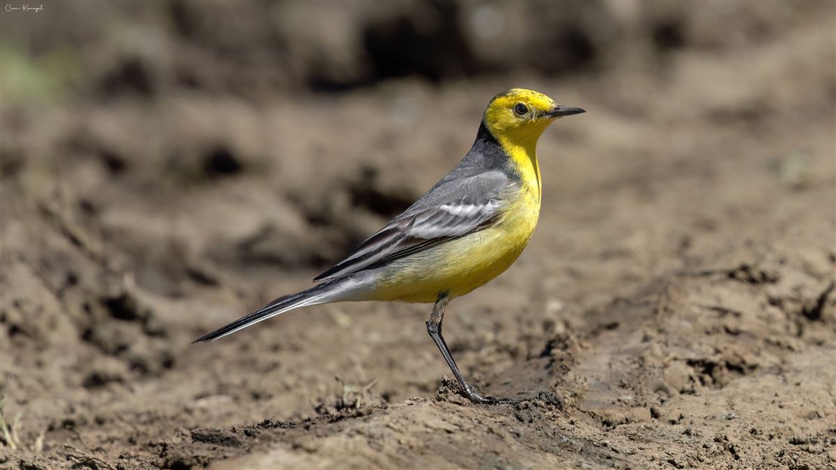 Citrine Wagtail