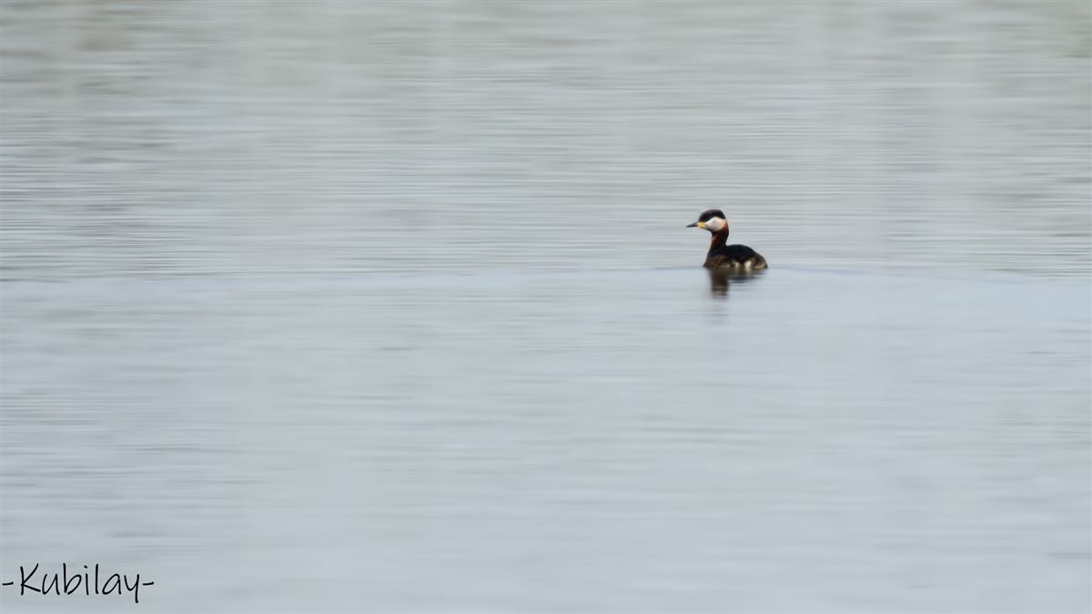 Red-necked Grebe