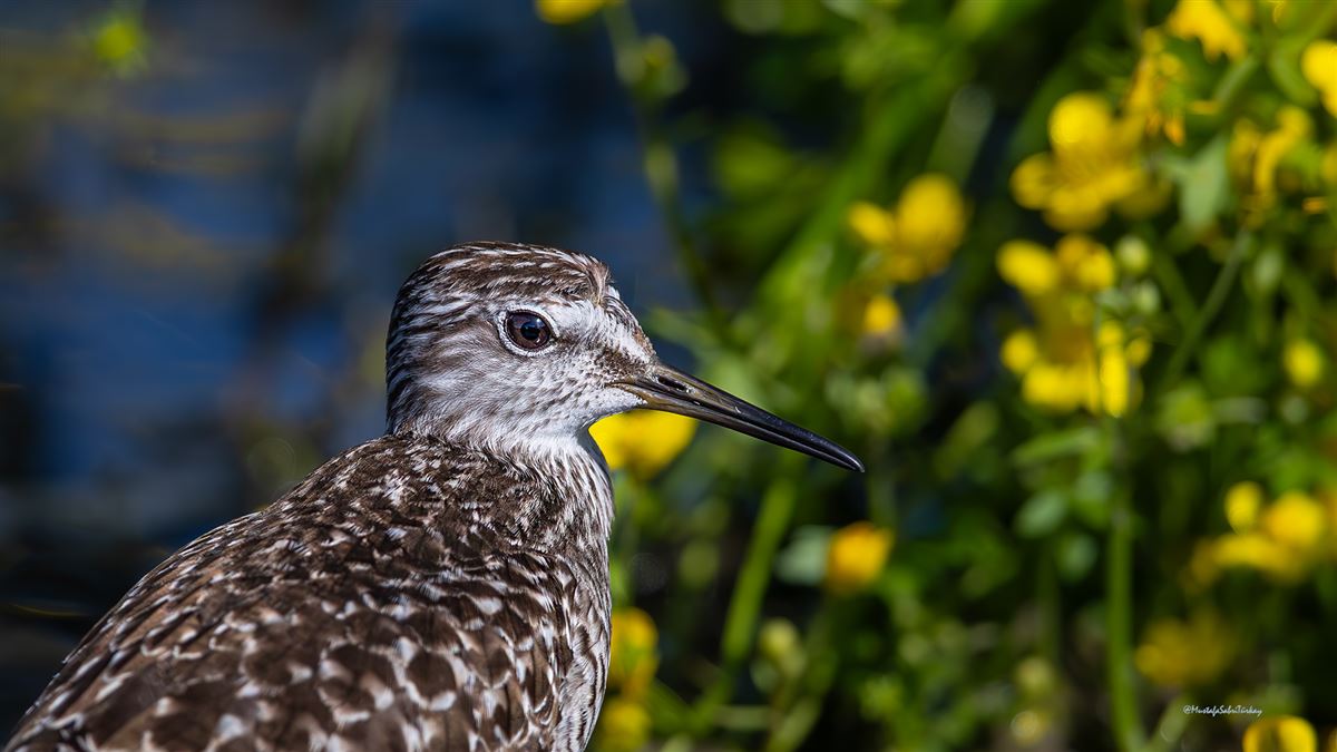 Wood Sandpiper