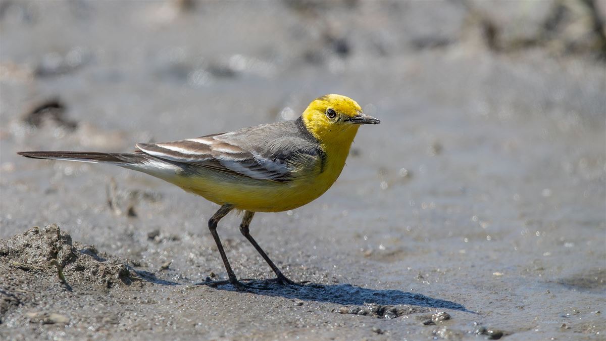 Citrine Wagtail