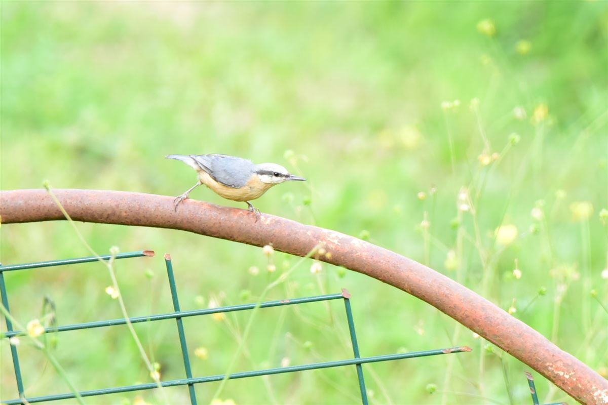 Eurasian Nuthatch