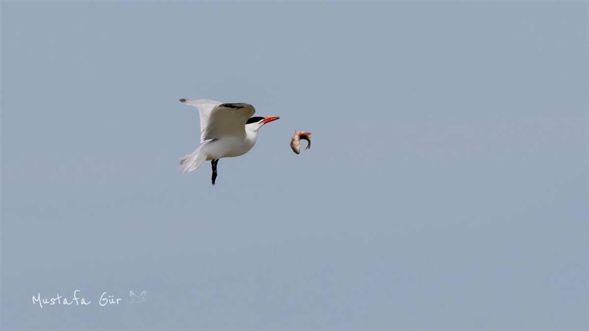 Caspian Tern