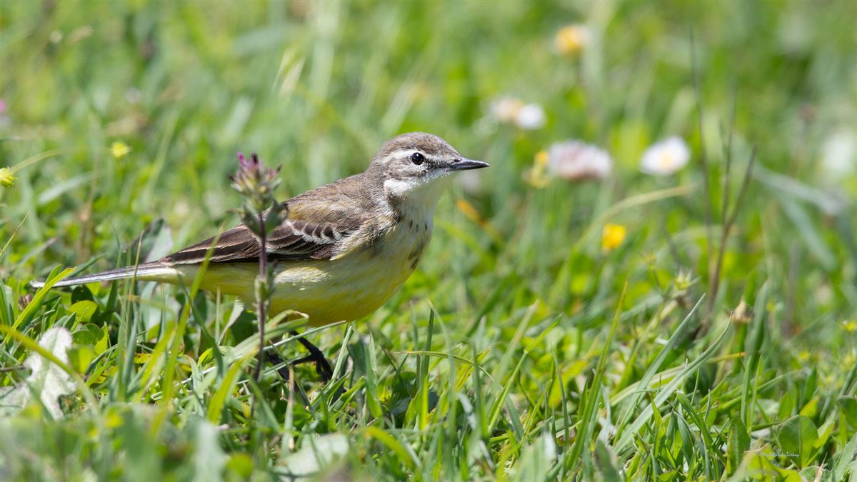 Western Yellow Wagtail