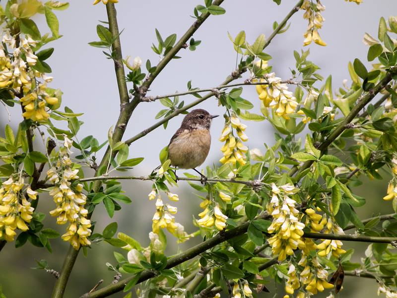 European Stonechat