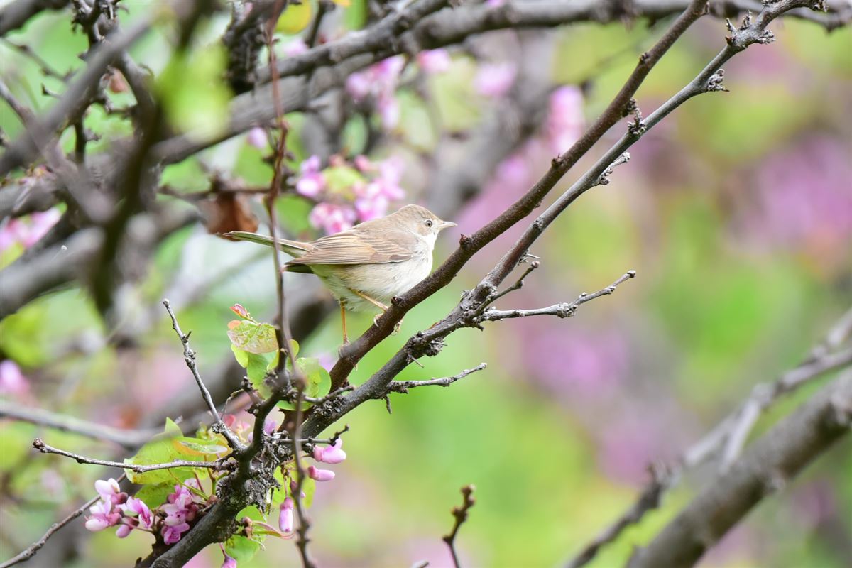 Marsh Warbler