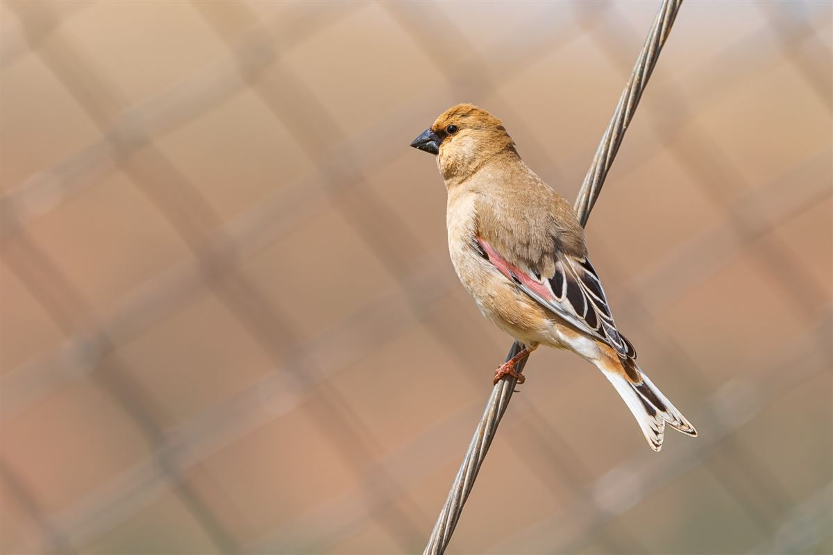 Desert Finch