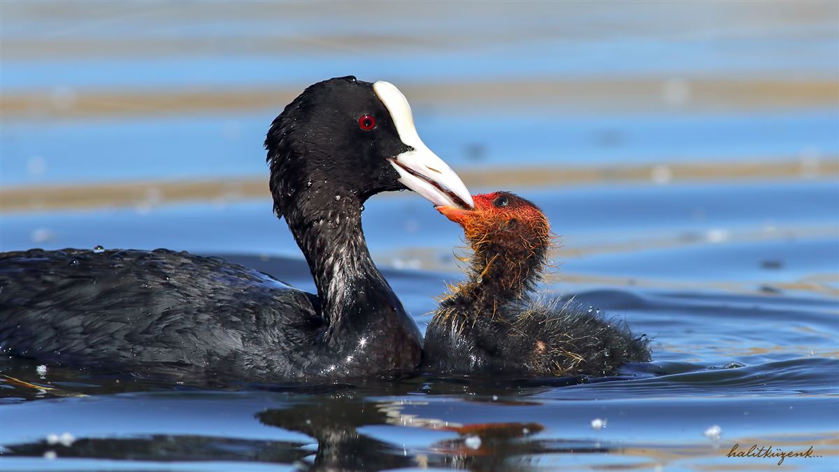 Eurasian Coot