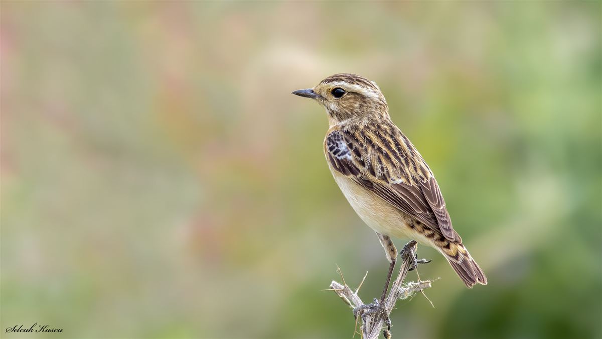 Whinchat