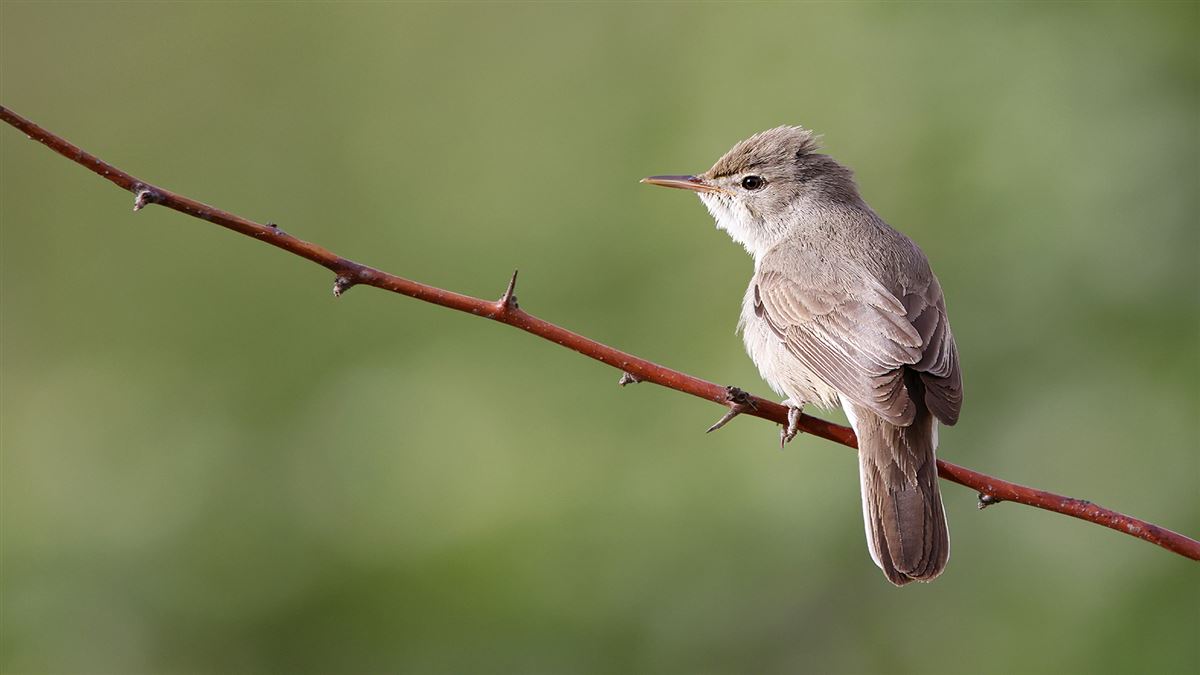 Upcher`s Warbler