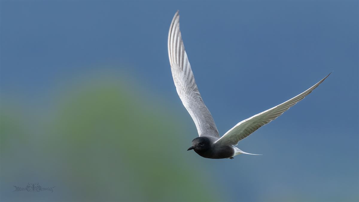 Black Tern