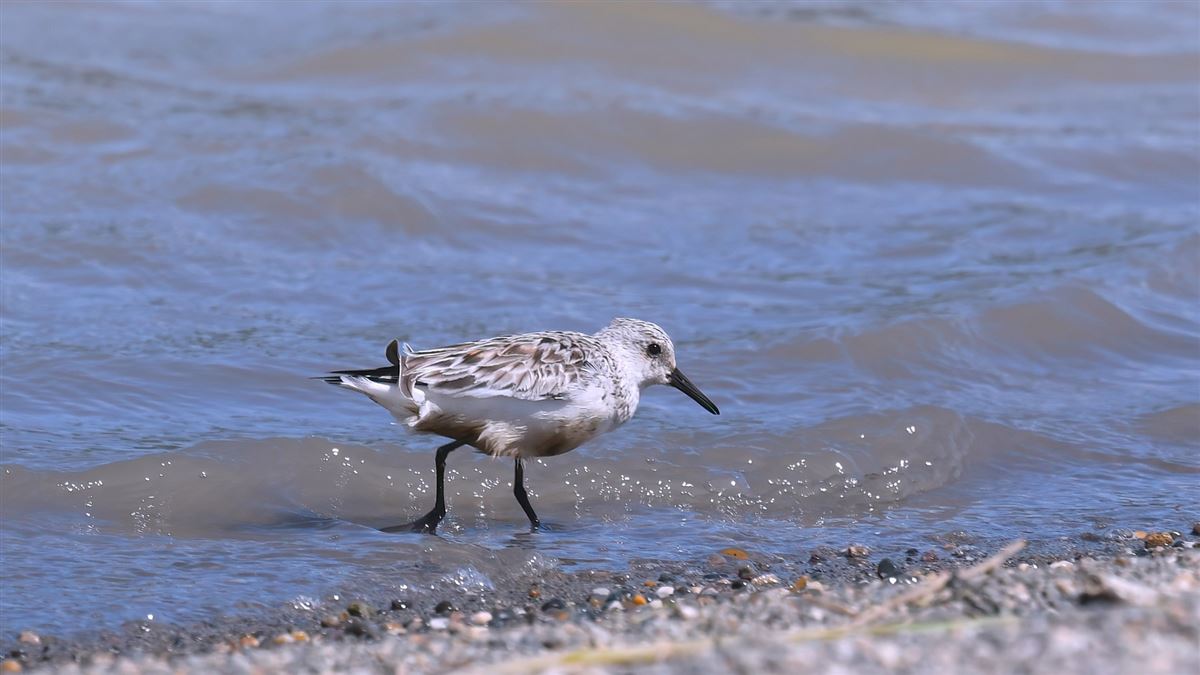 Sanderling