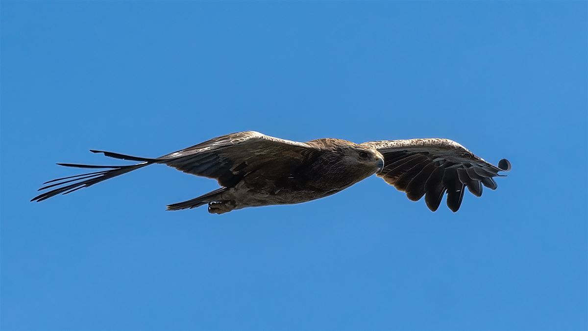 Lesser Spotted Eagle