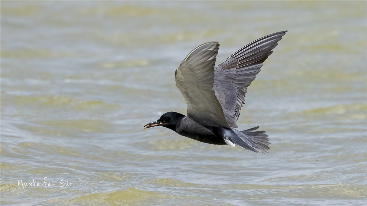 Black Tern