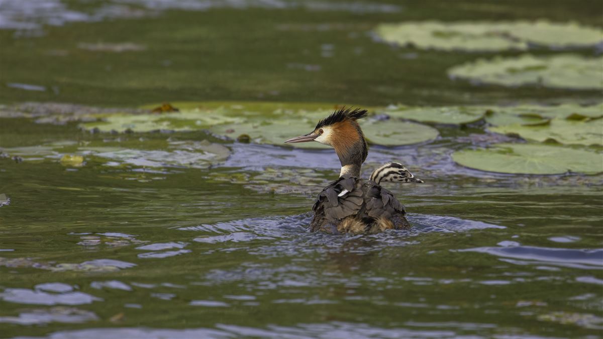 Great Crested Grebe