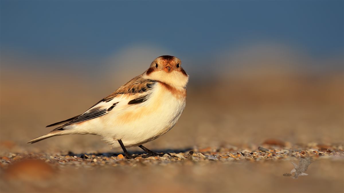Snow Bunting