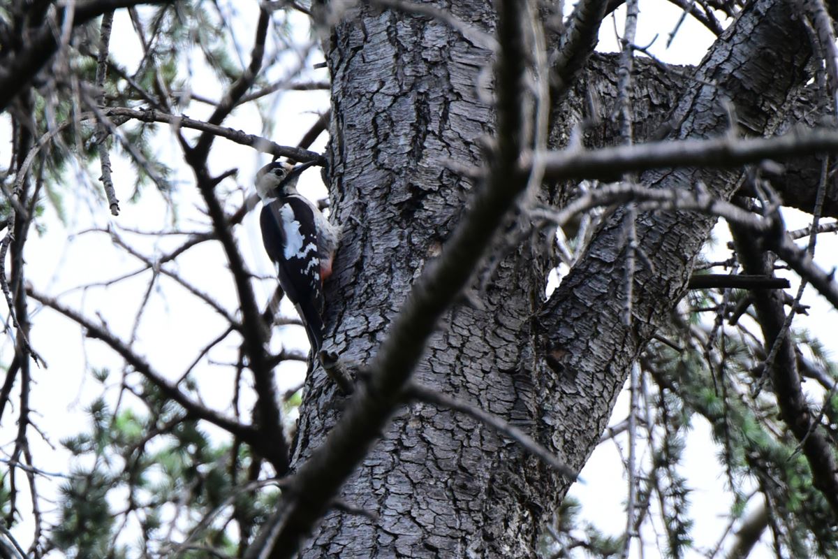 Syrian Woodpecker