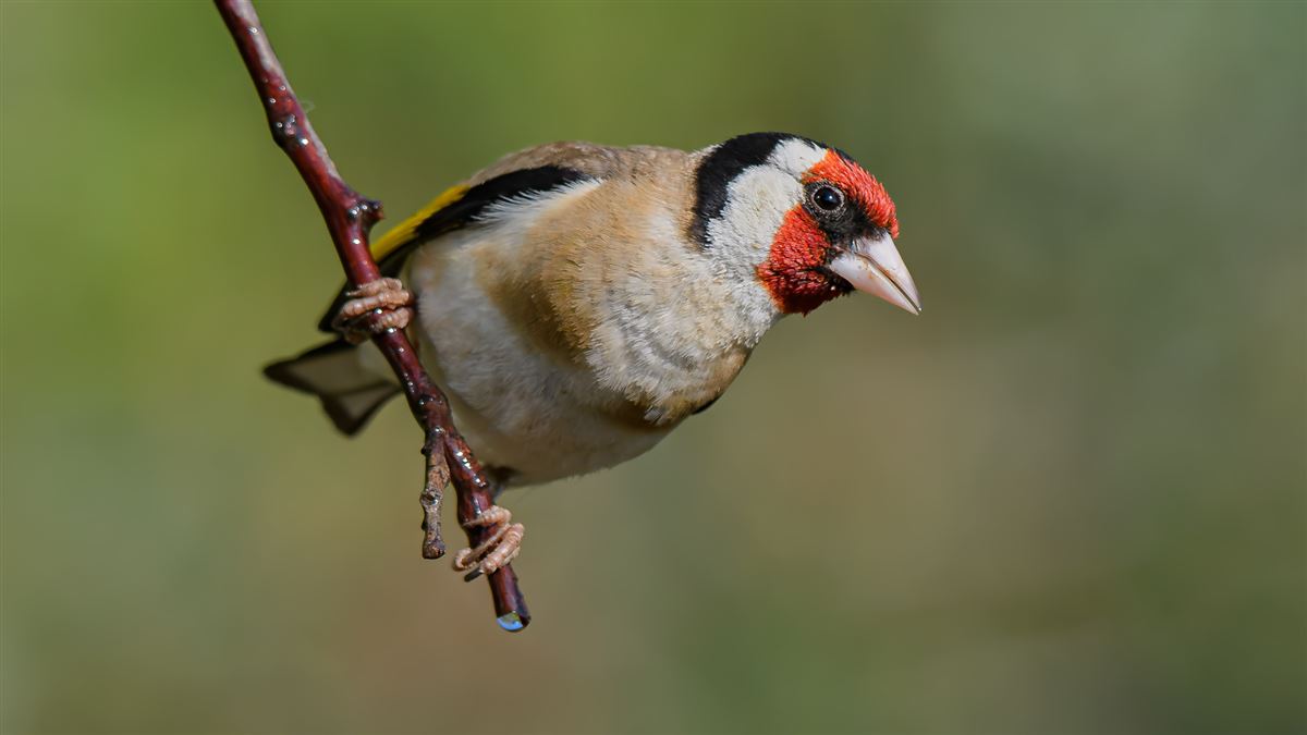 European Goldfinch