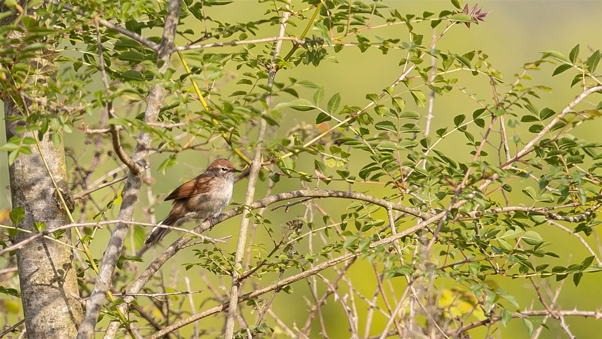 Common Nightingale
