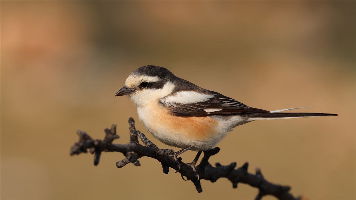 Masked Shrike
