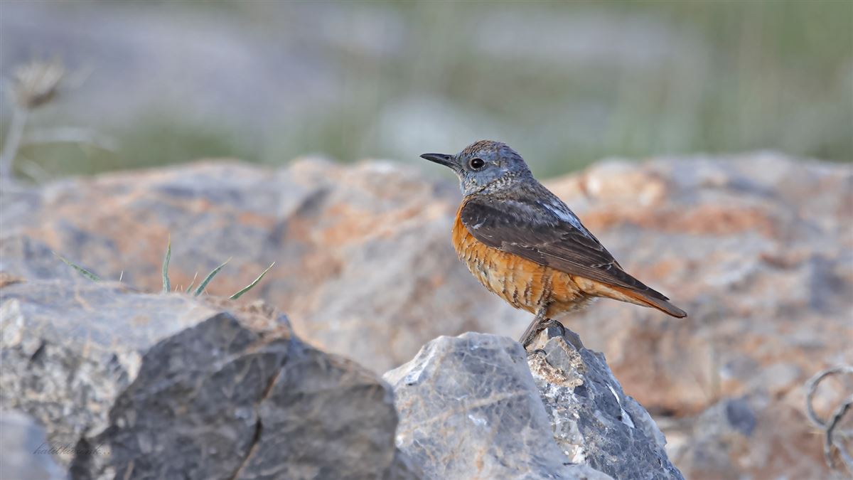 Common Rock Thrush