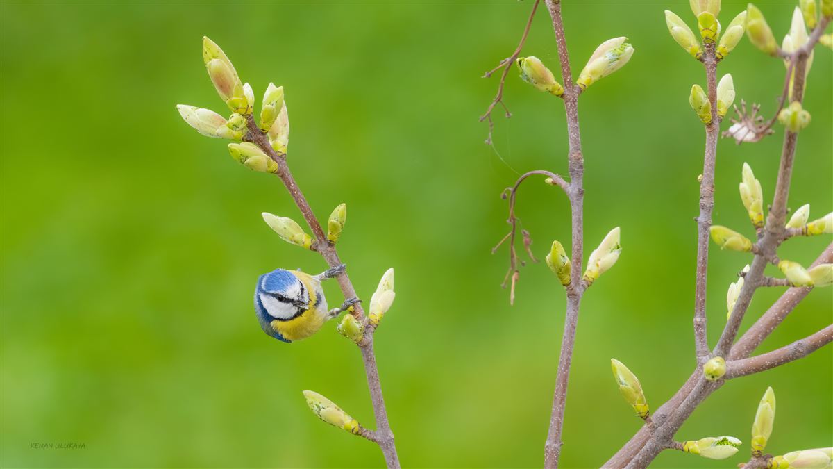 Eurasian Blue Tit