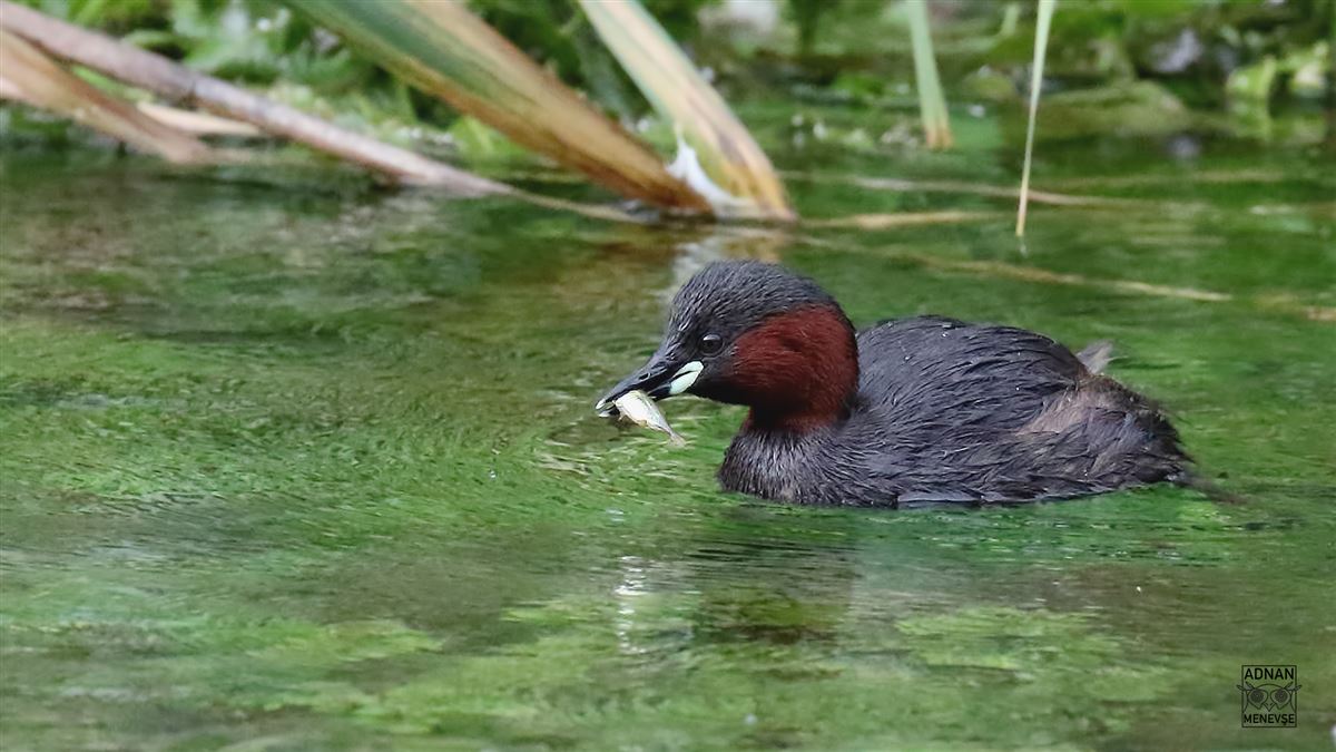 Little Grebe