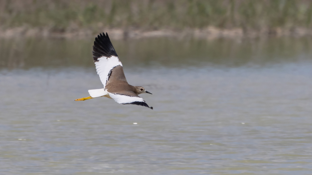 White-tailed Lapwing