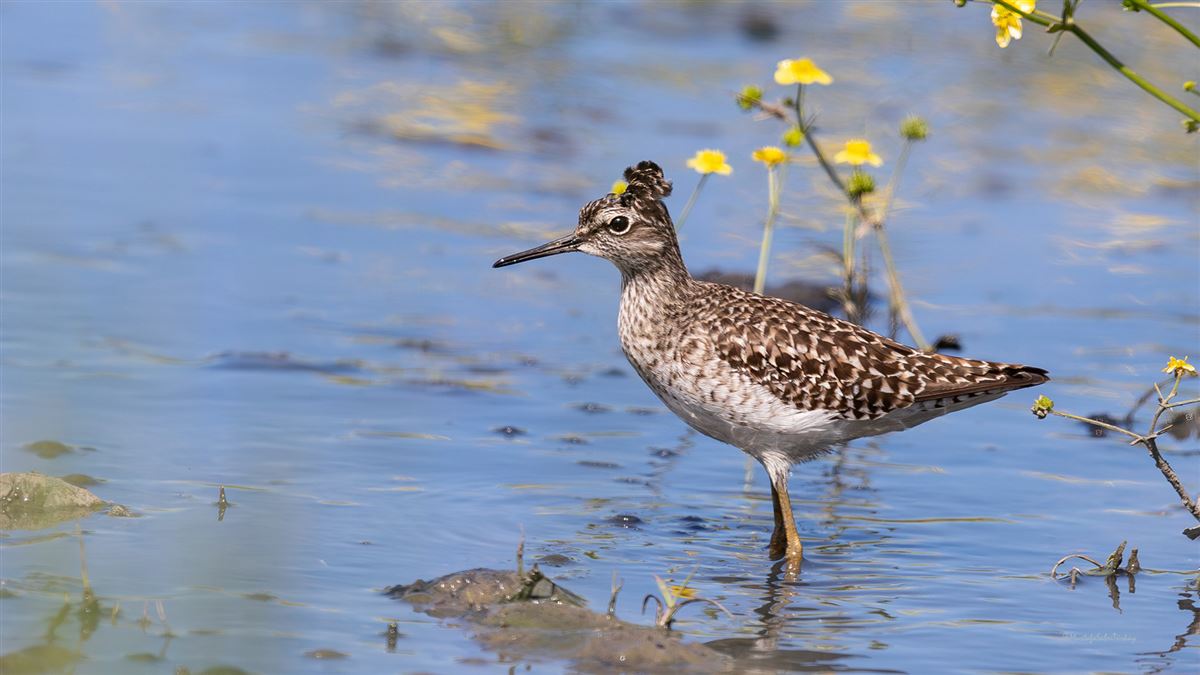 Wood Sandpiper