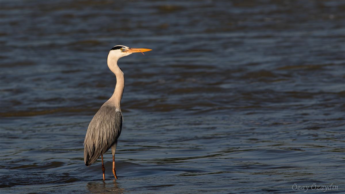 Grey Heron