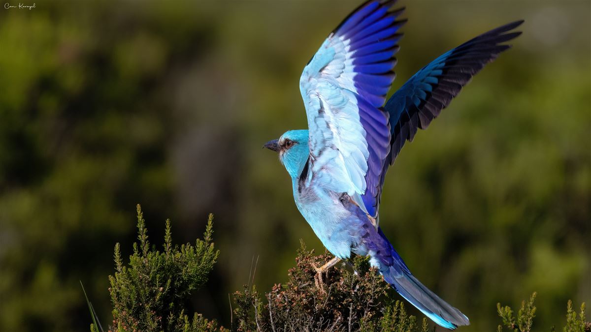 European Roller