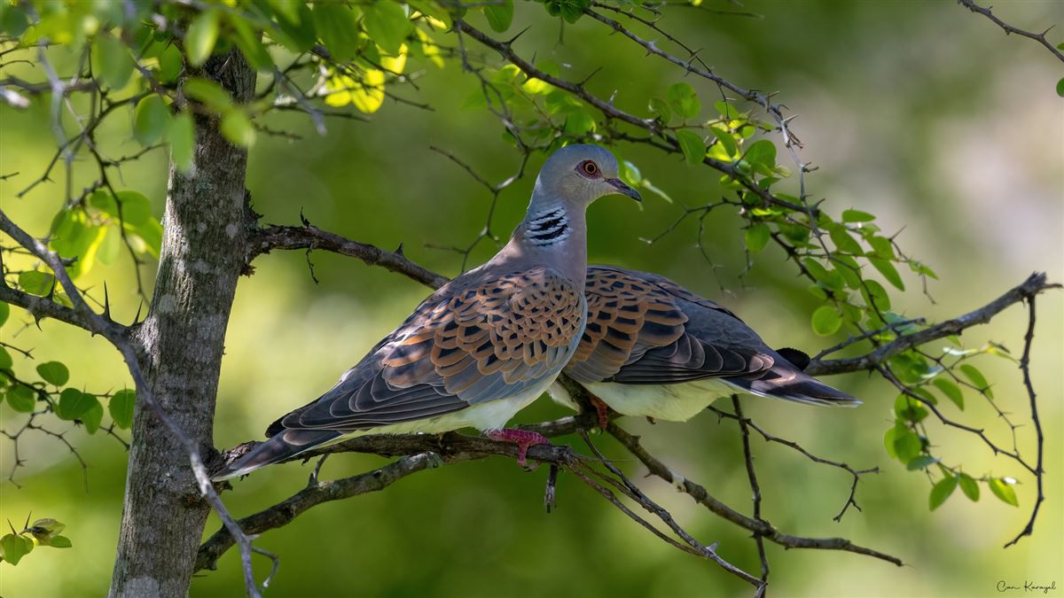 European Turtle Dove