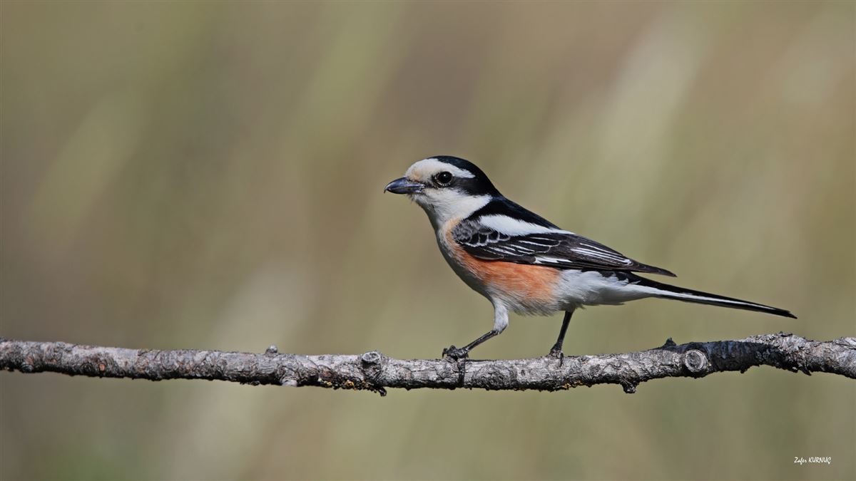 Masked Shrike
