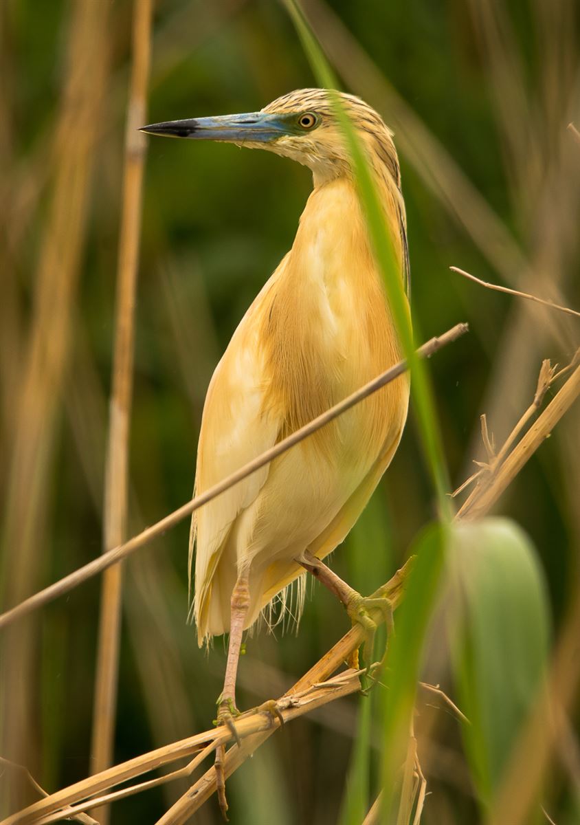 Squacco Heron