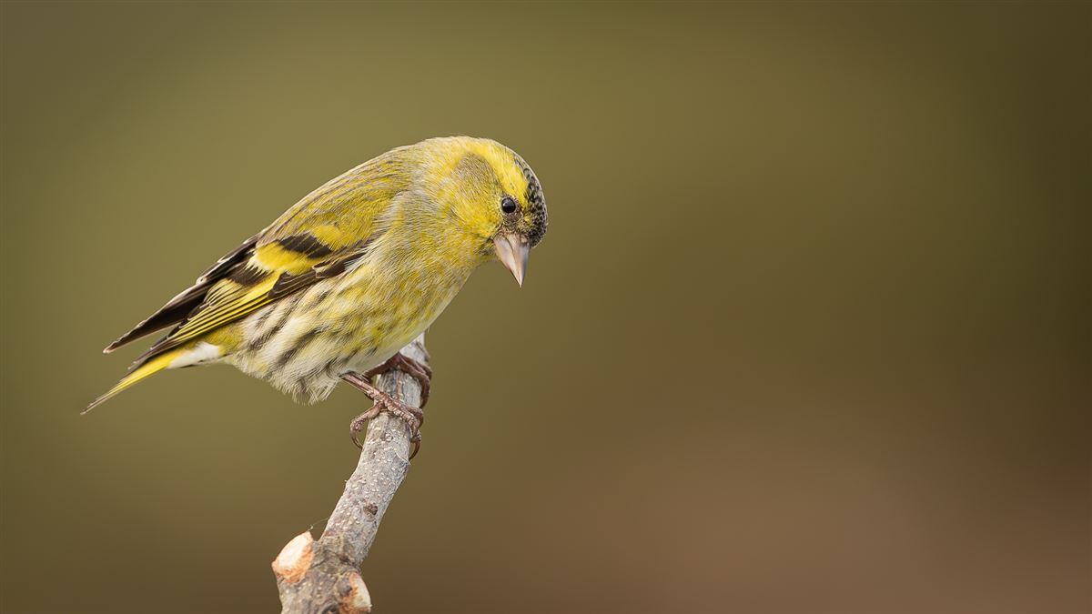 Eurasian Siskin