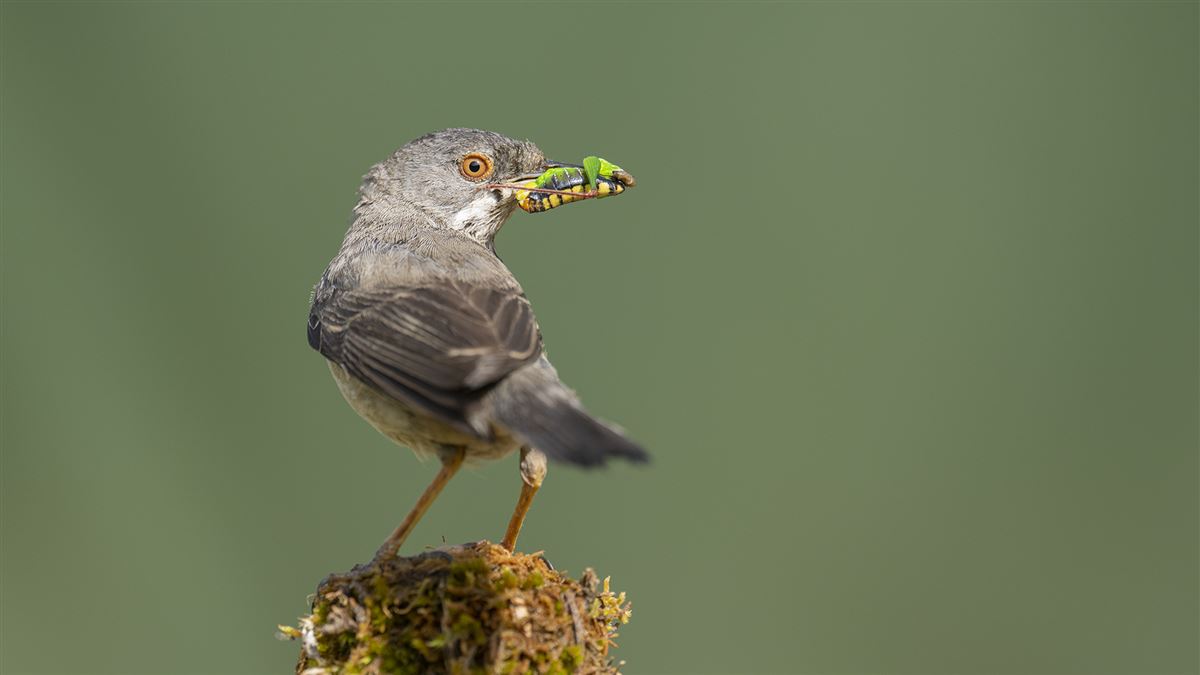 Rüppell`s Warbler