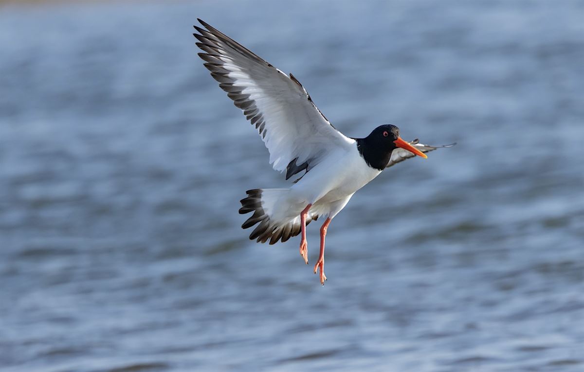 Eurasian Oystercatcher